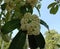 Alstonia Scholaris is blooming with a slightly yellowish-white and green tinge.