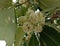 Alstonia Scholaris is blooming with a slightly yellowish-white and green tinge.