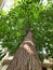 Alstonia scholaris tree With close trunk frame