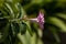 Alstroemeria aurea blooms in the summer