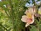 Alstroemeria aurea graham flower blossom.