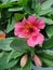 alstroemeria aurea, peruvian-lily, pink flowers