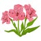 Alstroemeria cartoon pink flower and green leaves. Vector