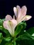 Alstroemeria flower