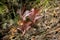 Alstroemeria flower native to the Chilean mountain range.