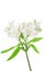 Alstroemeria flowers