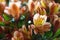 ALSTROEMERIA FLOWERS IN FULL BLOOM, ECUADOR