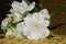 Alstroemeria flowers, peruvian lily