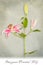 Alstroemeria fresh cut flower