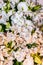 Alstroemeria, Lilium candidum and Eustoma Grandiflorum in white color