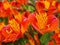 Alstroemeria Peruvian Lily, variety Orange Glory