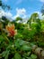 Alstroemeria psittacina also known as parrot lily