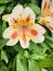 Alstroemeria Sunset with water drops, cream color.