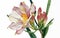 Alstromeria flower watercolor art and illustration created with ai