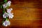 Alstromeria flowers on the wooden board background.