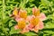 Alstromeria - Peruvian lily flowers with leaves and copy space