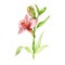 Alstromeria pink flower with buds and green leaves watercolor illustration. Hand drawn botanical blooming plant single element.