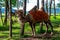 Altai Bactrian camel