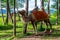 Altai Bactrian camel