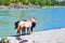 Altai horses at the Katun river. Gorny Altai, Siberia, Russia