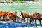 Altai horses at the Katun river. Gorny Altai, Siberia, Russia