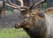 Altai maral with horns close up