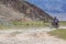 Altai, Mongolia - June 14, 2017: Mongolian men ride motorbike at steppe field on mountain background Concept authentic local asian