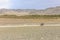 Altai, Mongolia - June 14, 2019: Mongolian nomad rides a motorcycle on the steppe