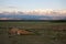 Altai snow mountain and steppe forest