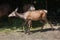 Altai wapiti Cervus canadensis sibiricus