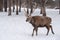 Altai wapiti maral in snowy winter forest in nature reserve