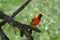 Altamira oriole