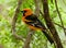 Altamira Oriole