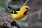 Altamira Oriole - Icterus gularis