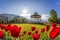 Altan with red tulips during spring time in Bergen, Norway