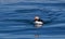Altantic puffin in the water off the coast of Maine