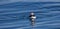 Altantic puffin in the water off the coast of Maine