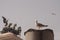 Altare della Patria, Statue of Quadriga Victoria on the Altar of the Fatherland in Rome, seagull in the foreground posing