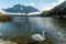 Altaussee Lake. white swan in turquoise water. Picture of wild area. Beautiful landscape of alps, Wonderful Picturesque scene.