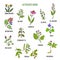 Alterative herbs. Hand drawn set of medicinal plants
