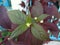 Alternanthera brasiliana, Calico plant, blossom flowers