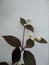 Alternanthera brasiliana, Calico plant, blossom flowers and leaves