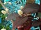 Alternanthera brasiliana, Calico plant, blossom flowers, red leaves