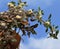 Alternanthera paronychioides - Smooth Chaff Flower twig