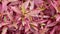 Alternanthera reineckii is a species of aquatic plant in the Amaranthaceae family. decorative plants