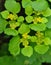 Alternate-leaved golden-saxifrage