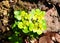 Alternate-leaved golden saxifrage (Chrysosplenium alternifolium)