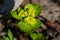 Alternate-leaved Golden Saxifrage grow in forest