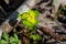 Alternate-leaved Golden Saxifrage grow in forest