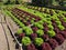 Alternating coloured lettuces grown in vegetable beds
